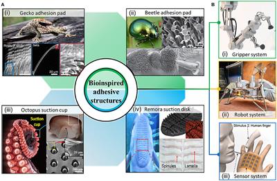 Applications of Bioinspired Reversible Dry and Wet Adhesives: A Review